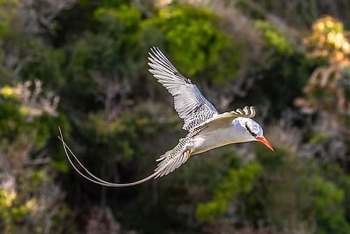 Caribbean-Little Tobago Island Red-billed tropicbird in flight Photography Print